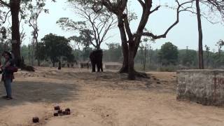 preview picture of video 'Dubare Elephant Camp Videos, Coorg - Elephants relaxing in the camp'