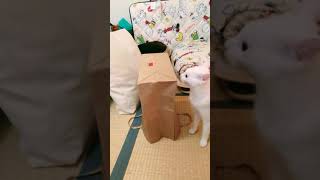 賢い猫あめちゃん、入れない紙袋があったらどうする？