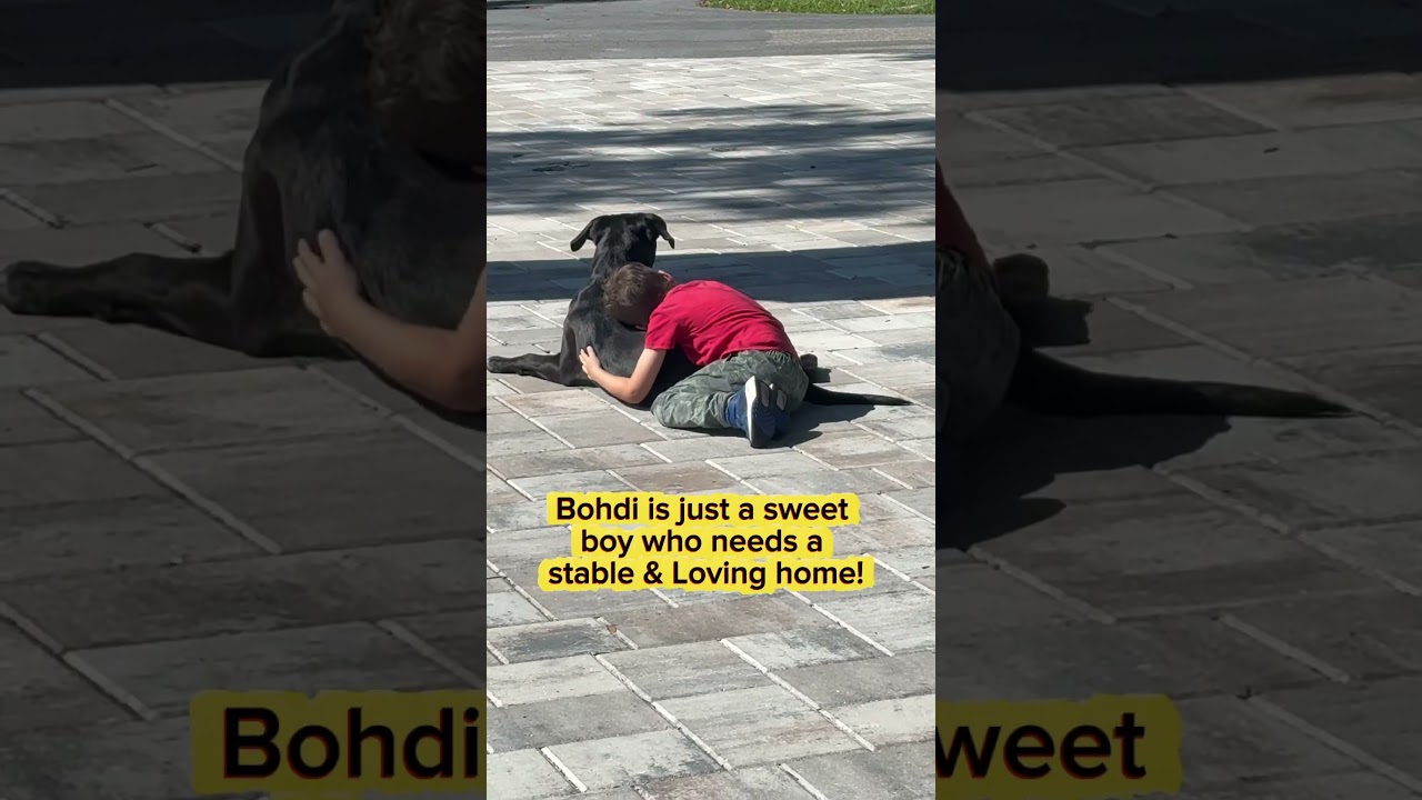 Enlarge Bodhi (sweet boy) watch video, a Adopted mixed breed in Eustis, FL video 2/6