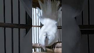 Download lagu Perkutut Putih Gacor Full Bekur Suara Tebal ‼️ #perkutut mp3