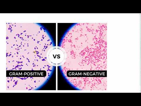 Antibiotics 3: Glycopeptides (Vancomycin)