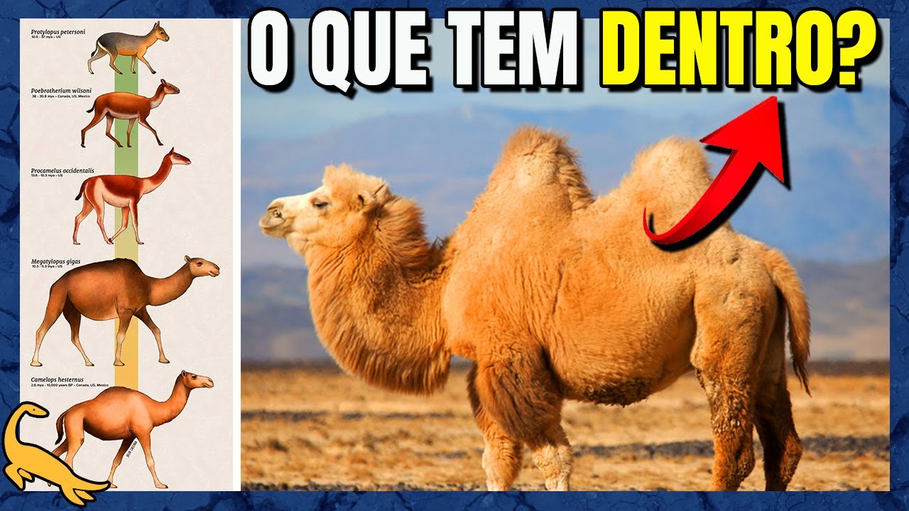 A EVOLUÇÃO INSANA DOS CAMELOS! (Família Camelidae)