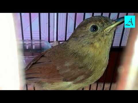 Flamboyan Novyj Trend Smotret Onlajn Na Sajte Trendovi Ru