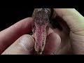 Dinozauro figūrėlė Gigantosaurus jauniklis 15017 Schleich