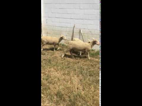 , title : 'Dorset VT S036 ewe lambs'