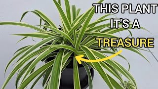 IF YOU HAVE this PLANT take care of it AS if it were GOLD ! They are JEWELS at HOME | RIBBON plant