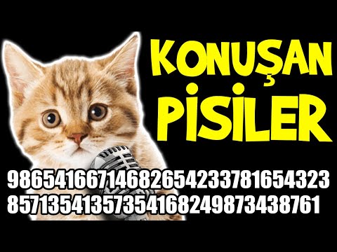 Konuşan Pisiler 9865416671468265423378165432385713541357354168249873438761 - En Komik Kedi Videoları