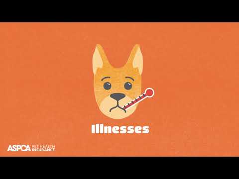 ASPCA Pet Health Insurance video/presentation/materials