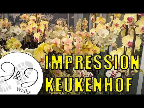 Impressions of Keukenhof in April