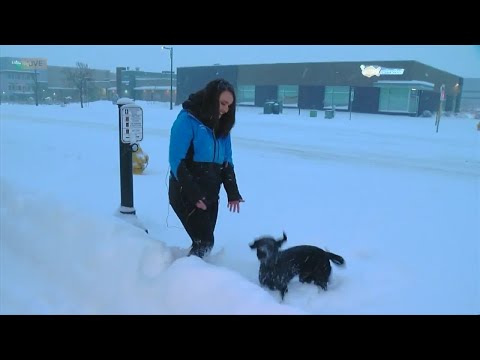 Snow has dumped in Commerce City, but the pups don't seem to mind
