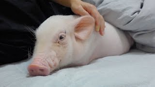 [問卦] 100天的豬豬被殺掉了嗎