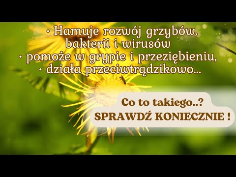 #39 Domowa apteczka - OMAN WIELKI ~ Jak i na co go stosować?😏