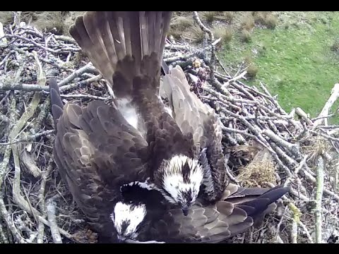 The Third egg laid at the Bassenthwaite Osprey nest