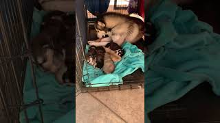 Alaskan Husky Puppies Videos