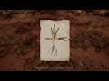 The Dark Occult The Conjuring House Walkthrough Gameplay No Commentary Part 2