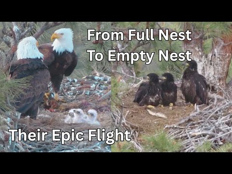 Bald Eagle Fledging Day – A Stunning Milestone in the Nest