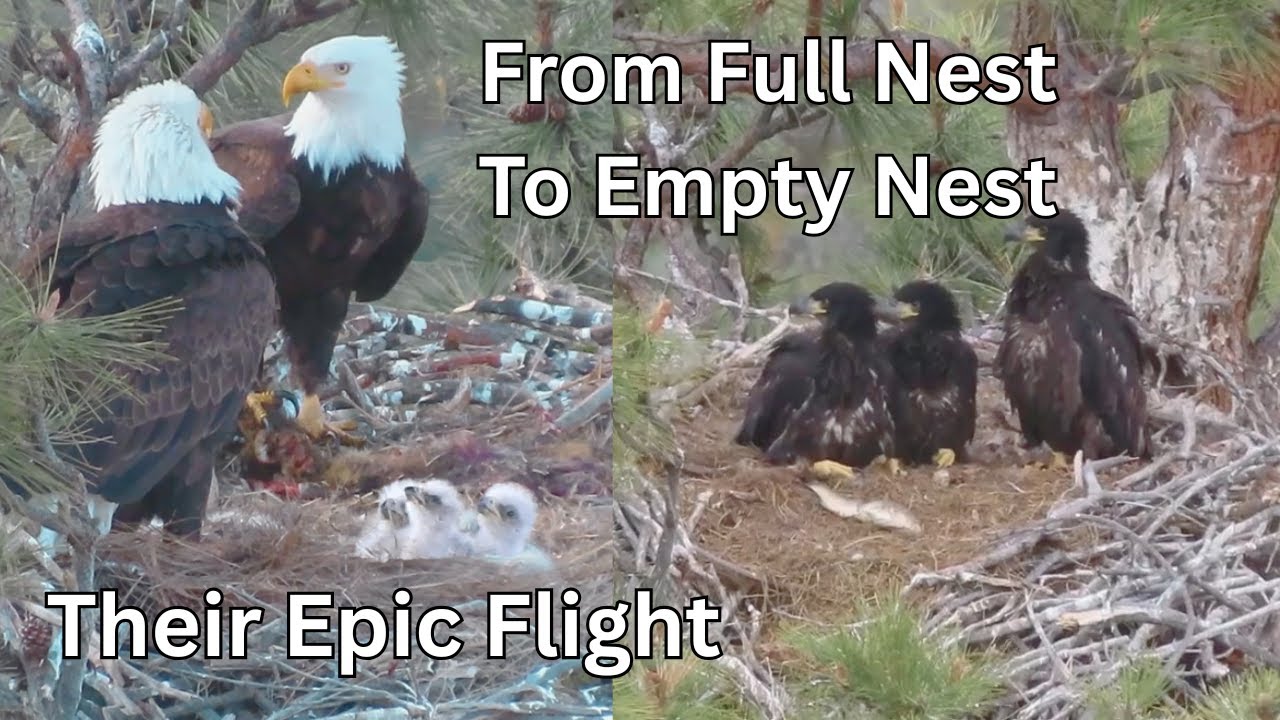 Bald Eagle Fledging Day – A Stunning Milestone in the Nest