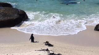 preview picture of video 'African penguins'