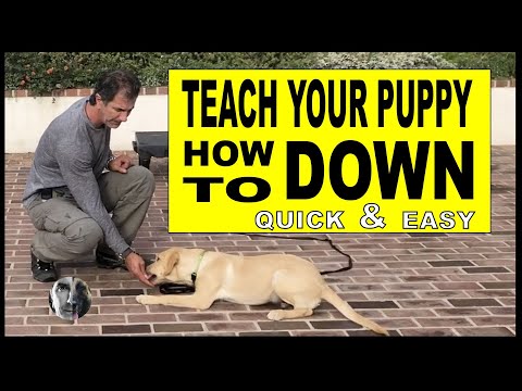 How To Teach Your PUPPY or DOG Lie DOWN - Dog Training Video