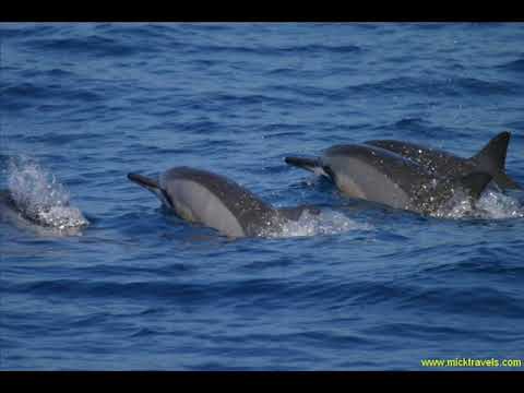 Dj Slon & Angel A''Del'finy Club Mix''