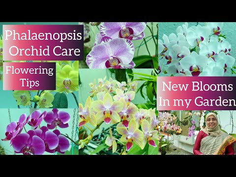 , title : 'Garden Tour 16: New Blooming Phalaenopsis Orchids in My Garden | Flowering Tips | Orchid Care'