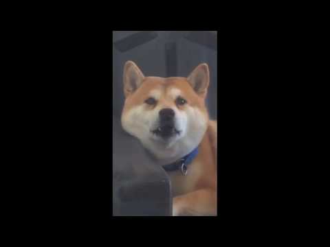 The Many Adorable Sounds of a Shiba Dog