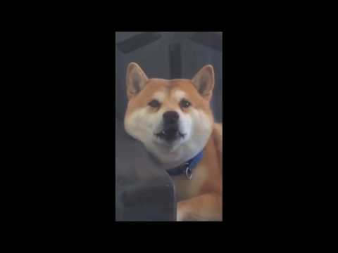 shiba