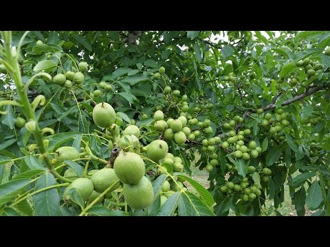 image-Is there a dwarf walnut tree?
