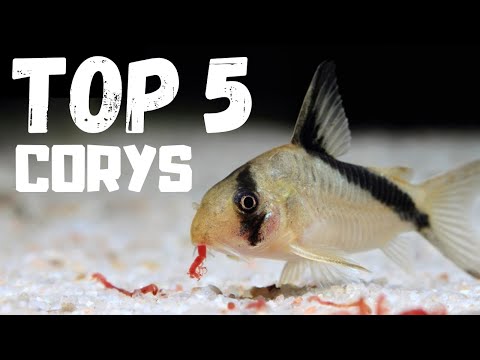 Top 5 Cory Catfish for Beginners