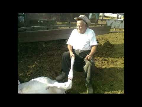 Video Ramon Alexander