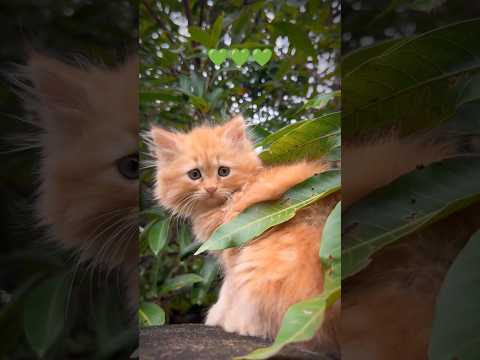 Soooo cute little baby 😻 🐾 #cat lovers #yt_shorts #cat shorts #🐈‍⬛🐈💚💚💚