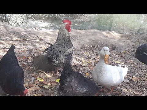 sabah sabah kangal samsun