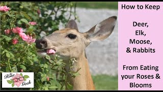 🌹 Deer Eating Roses? Organically Deter Deer, Rabbits, Elk and Moose