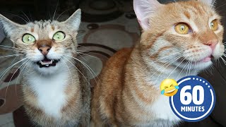 Chattering Kitties are SO FUNNY 😂 🤣 | BEST Pets to make you laugh!