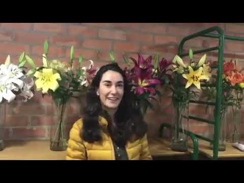 Advantages of Oriental Trumpet Lily or OT Lily