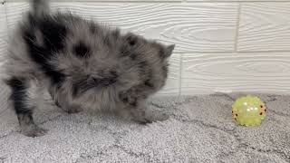 ハーフ犬の動画01