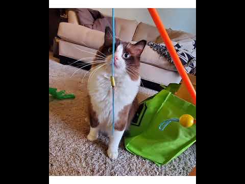 Crystal the Pet Nanny. LLC video.
