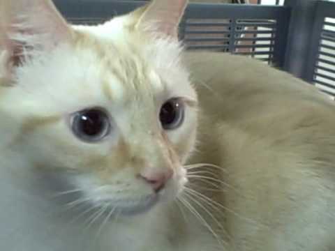Berkley - a flame point Siamese mix - is looking for a home. Cat Adoption Team, Sherwood, OR