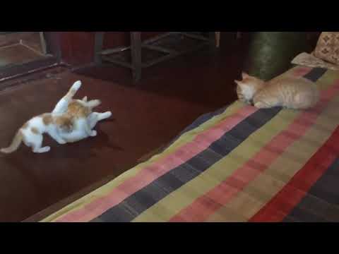 Our 1 month old kittens playing with their mamma😍 First video of the channel! GoDesi🐾