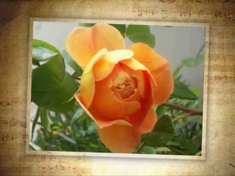 Una spina e una rosa