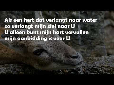 Opwekking met tekst 281 Als een hert