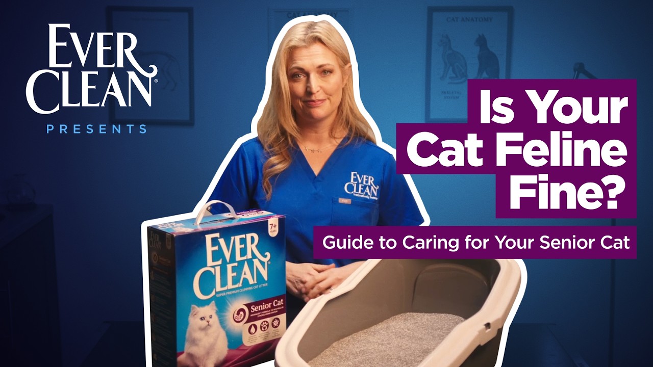 Health Checklist for Older Cats | A Vet’s Advice