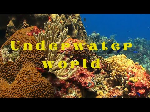 Incredible Underworld Of The Red Sea| Amazing Underwater World| Sea Animals| Relax With CalmingMusic