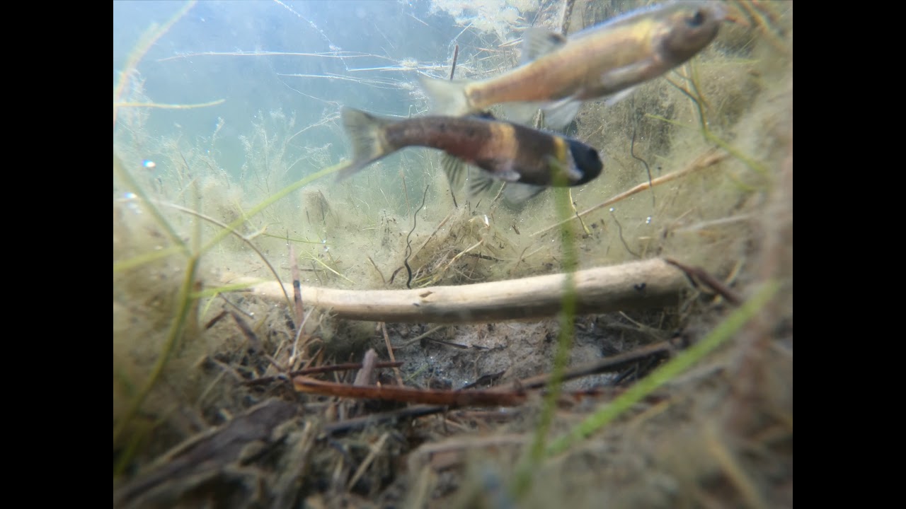 Fathead Minnow - Territorial Vocalizations