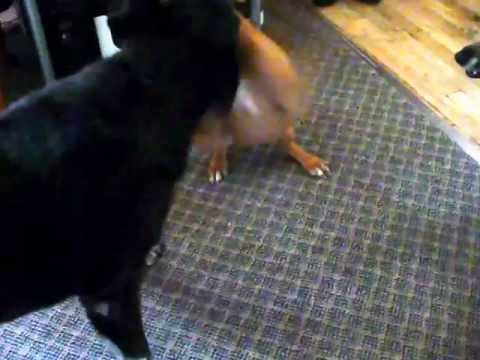 Tangaroo Takes On Two