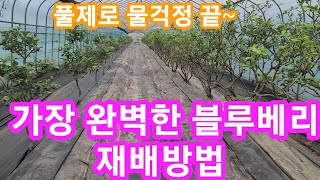 가장 완벽한 블루베리 키우기~풀,물,새,두더지 걱정 끝 블루베리순치기,삽목 재배방법,제초매트,부직포,새,까치…
