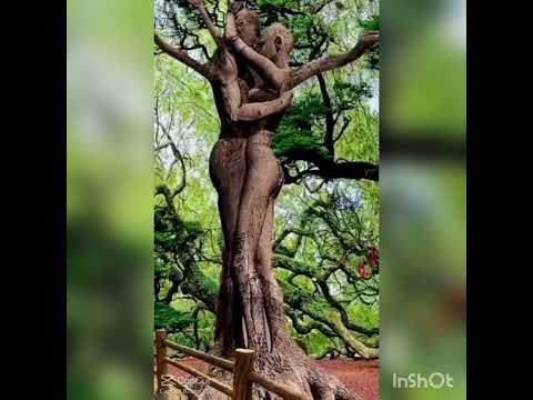 Traditional healing for fertility and sexual health: A path to fulfillment and conception".