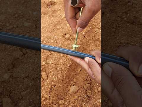Drip irrigation installation method #agriculture