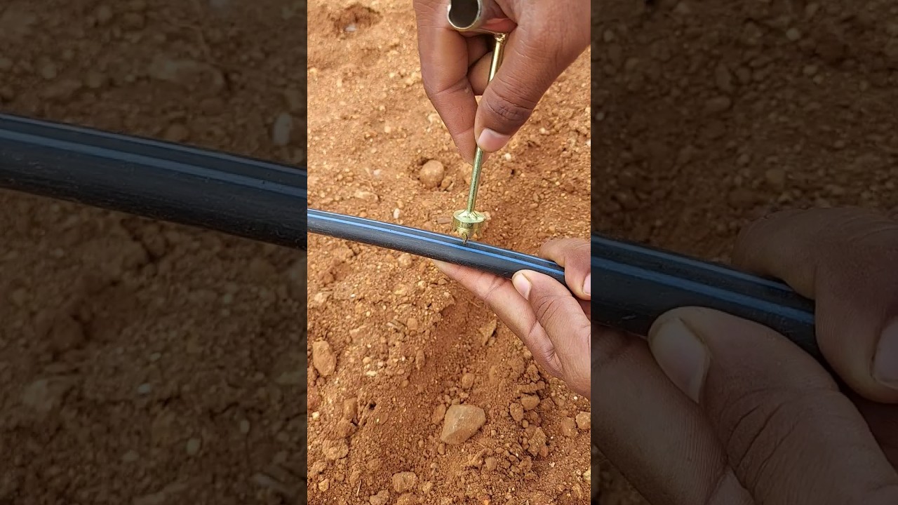 Drip irrigation installation method #agriculture