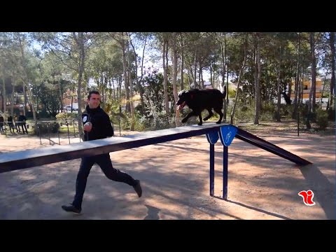 Inaugurado el primer Circuito Agility de l'Eliana